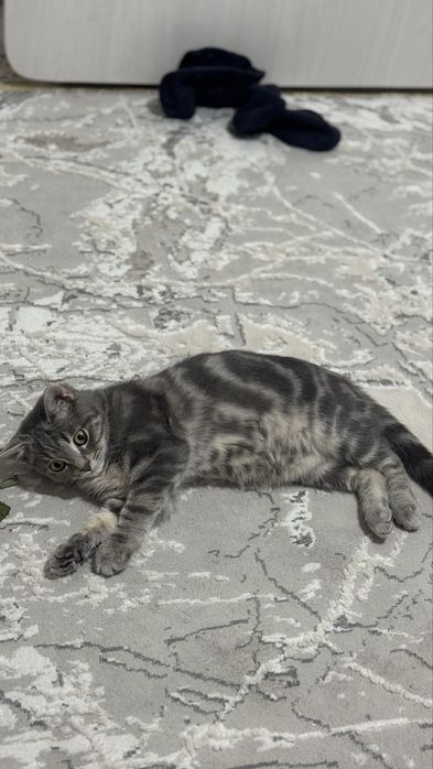 Кот скоттиш страйт в добрые руки