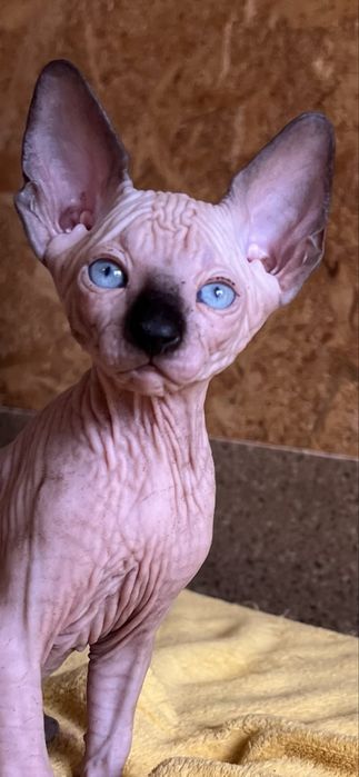 Fetita Sphynx cu pedigree si teste