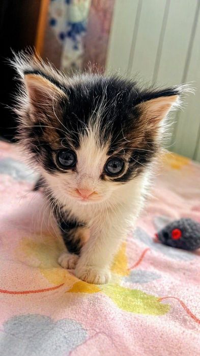 Сладенькая малышка ищет дом.