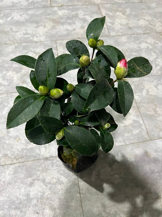 Камелия японская