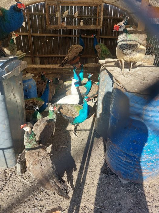 Vând pauni pui și maturi