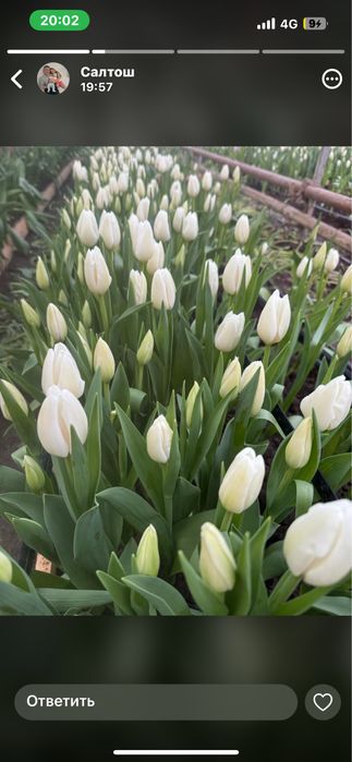 Тюлпан супер сорт