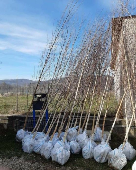 Plante Foioase, Stejar mesteacăn mutitulpinar, tei argintiu, en-gross
