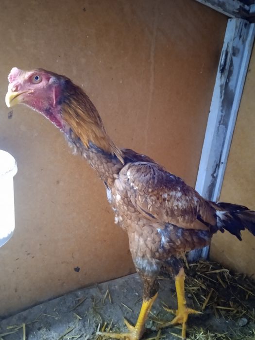 Dakang xo'rozlar sotiladi zoti koreyskiy