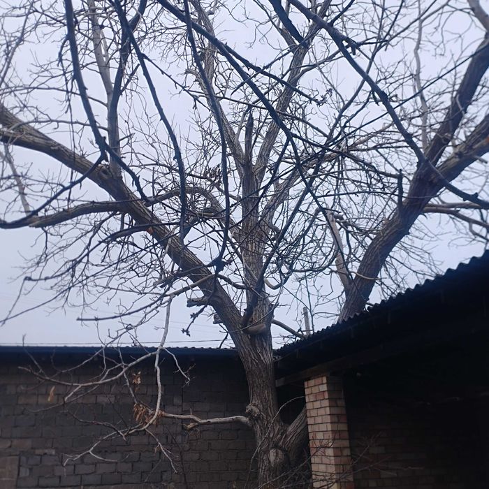 Yongoq daraxti sotiladi