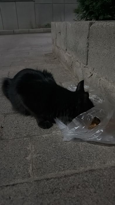 Кошка черная мес 5, 6 на вид
