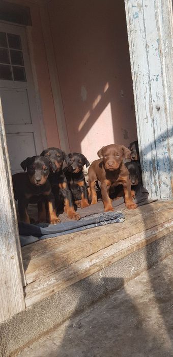 Doberman Доберман