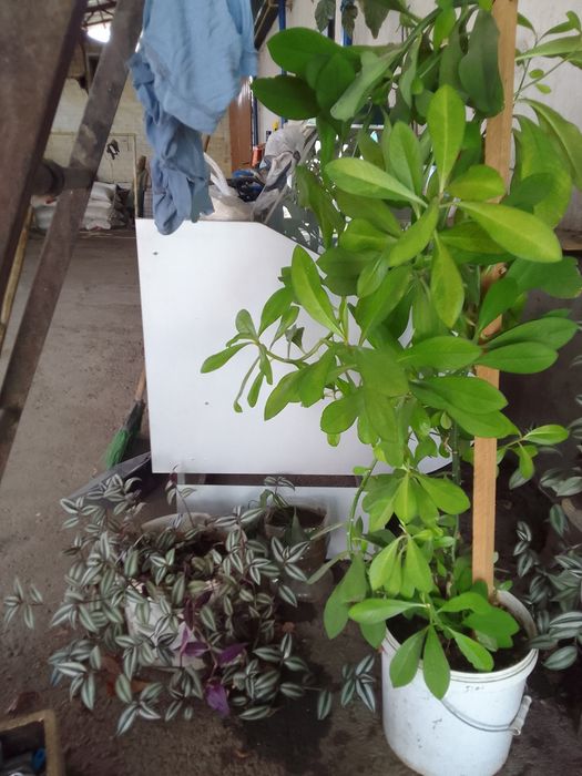 Продаю большие цветы