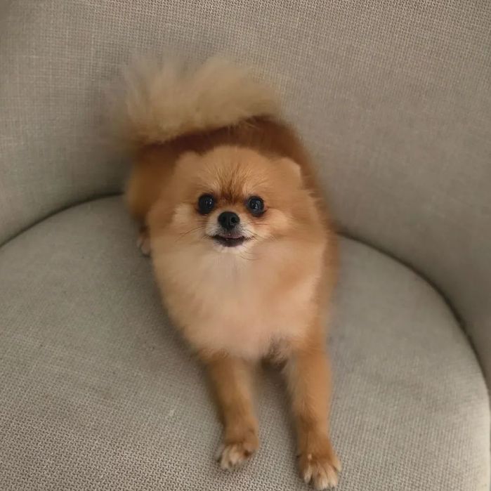 Мини померанчета