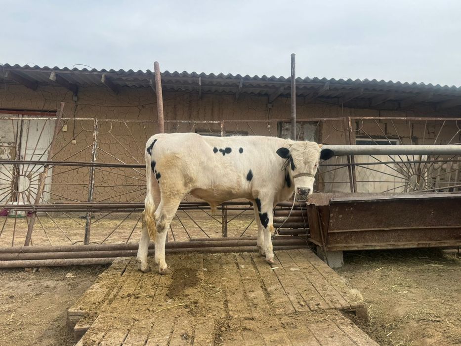 1жасар өгіз сатылады.