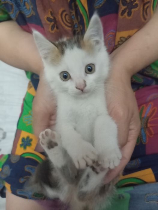 Котёнок в хорошие руки