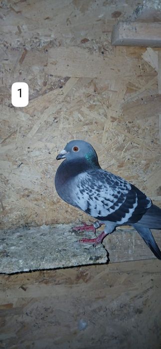 Porumbei Voiajori