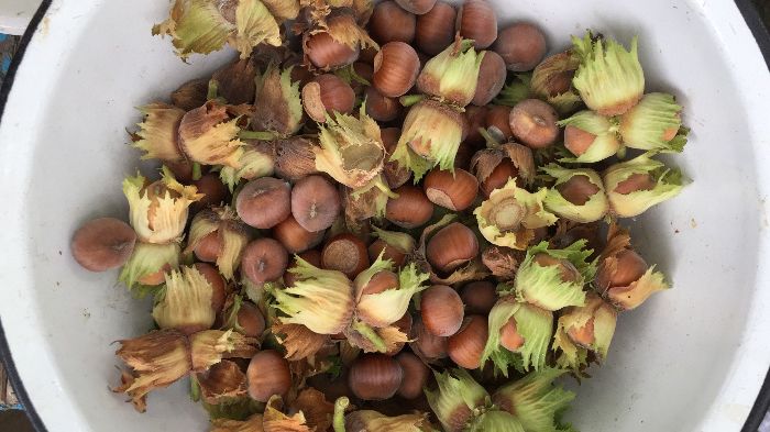 Продам саженцы японской айвы