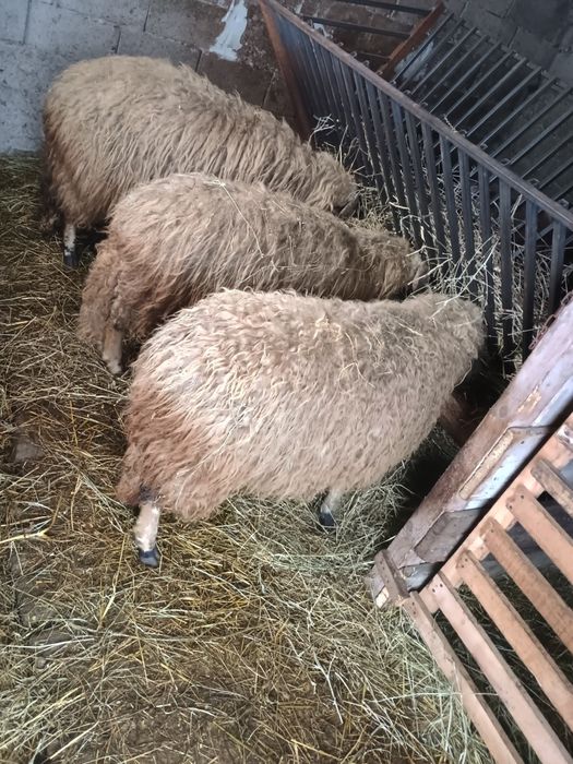 Vând 3 oi 2vsunt gestante
