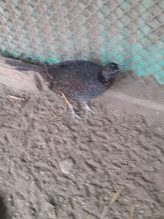 Vând bibilici bălțate și fazani tenebrosi