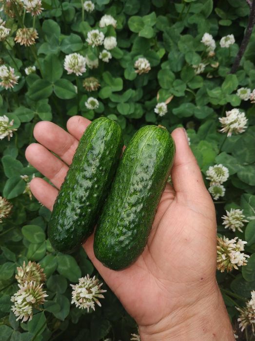 Продам участок с домом в центре