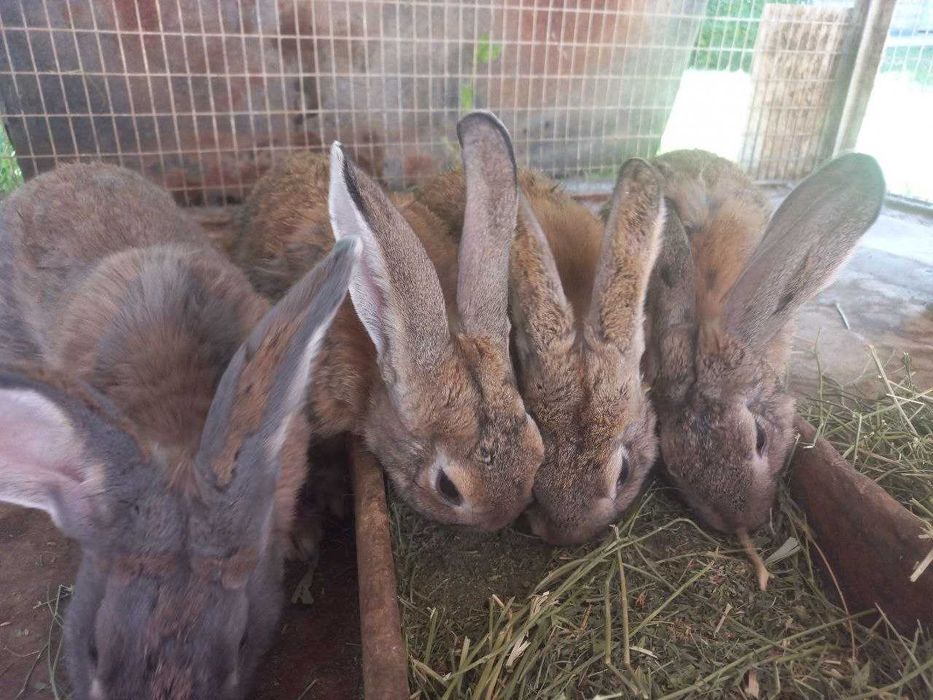 Продаются домашние кролики породистые