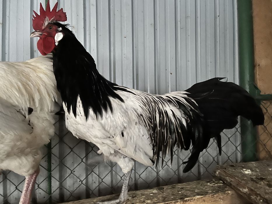 Perechi Gaini Lakenvelder