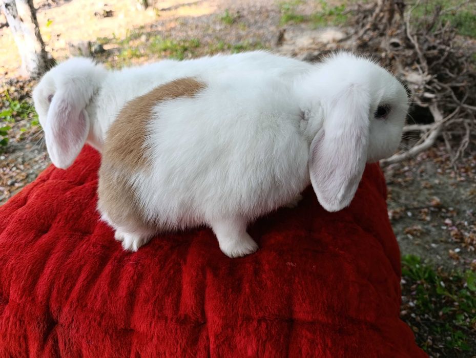 quyon lar katta bolmaydigan / карликовые кролики