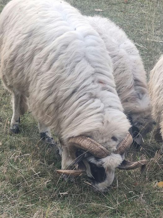 Berbec de montă breaz
