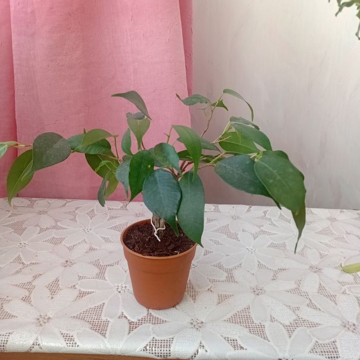 Продам  цветы комнатные Фикус
