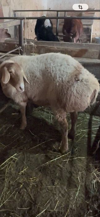 Quylar sotiladi hammasi yosh bog’oz quylar edilbay