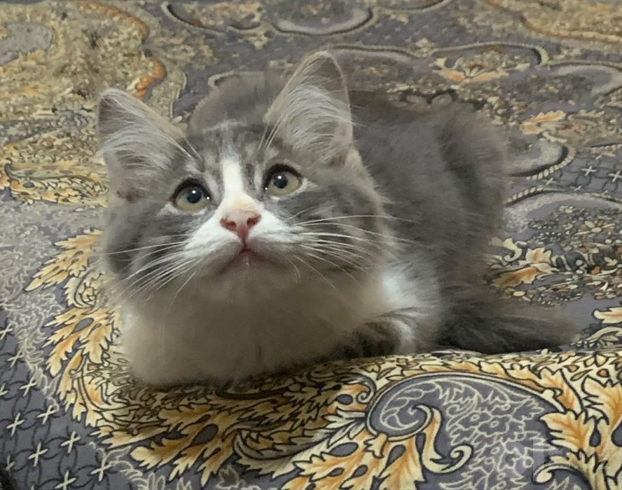 Turetiskiy Angora 3.5 oylik