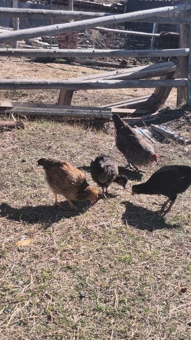 Куры петух обмен дакан