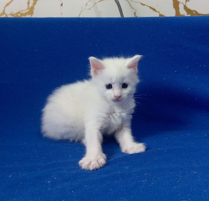 Котята Мейн Кун ( питомник)