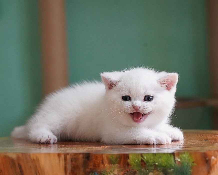Британские котята