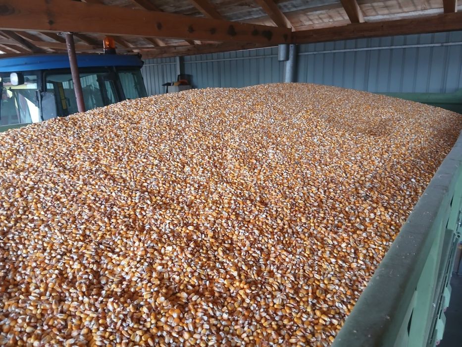 Porumb boabe  Graunte