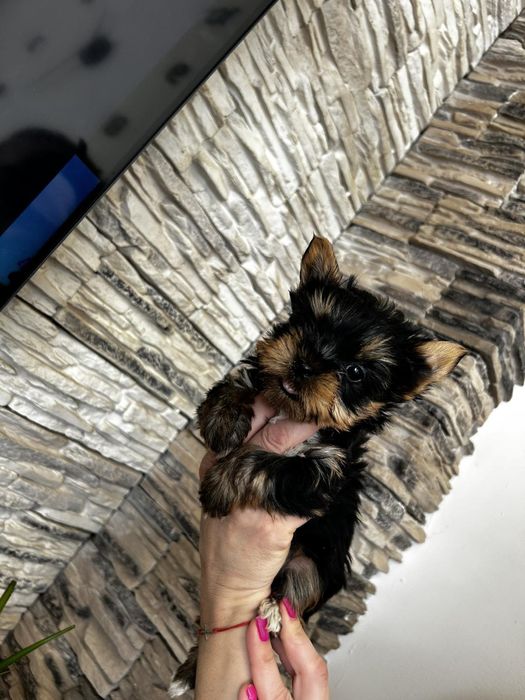 Йоркширски териер