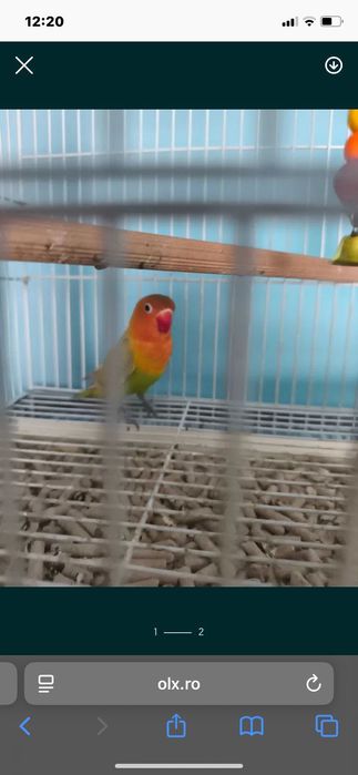 Papagali de vînzare