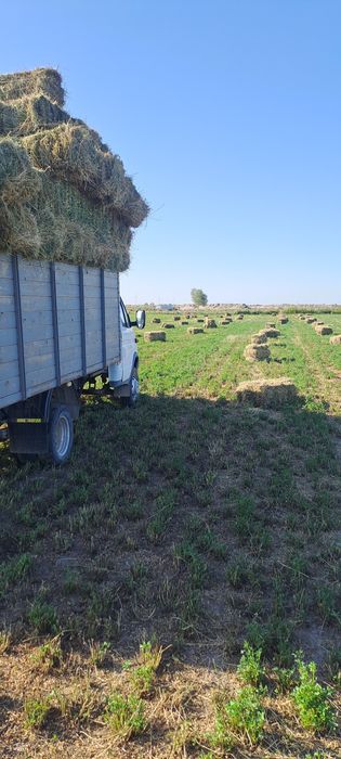 Beda sotiladi presi zo'r mirğa ko‘m ko‘k