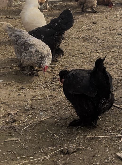 Япошка карликтер сатылады