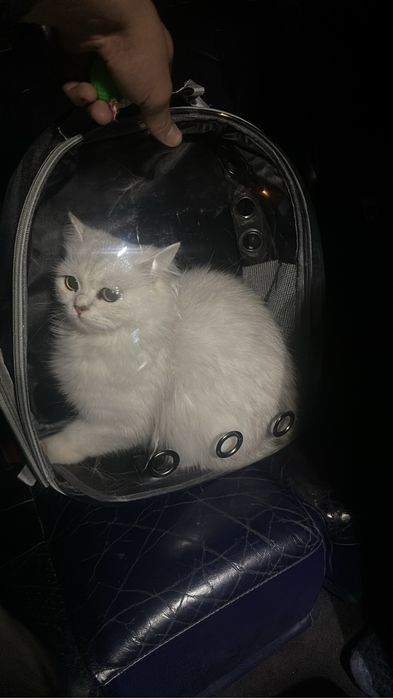Кошки                                Т.