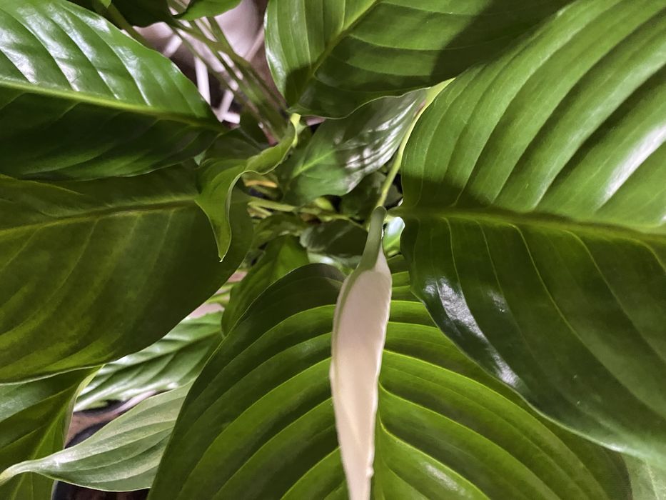 Спатифилум - женское счастье