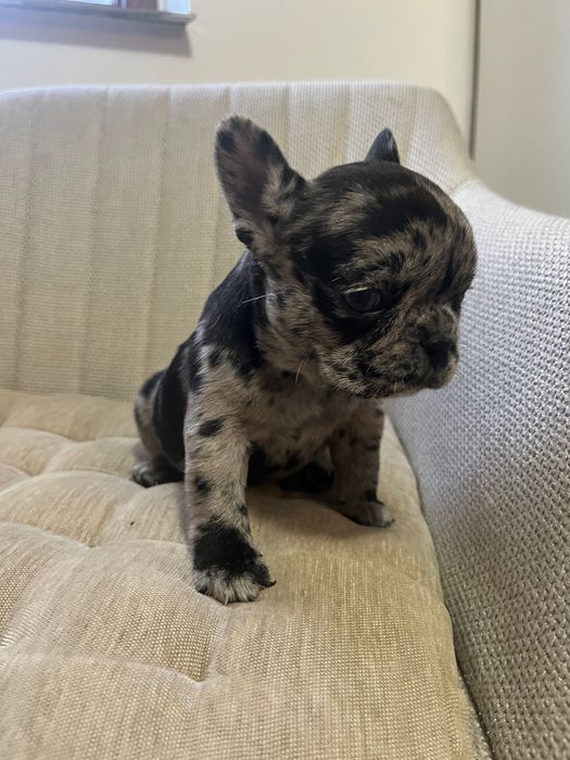 Bulldog francez merle