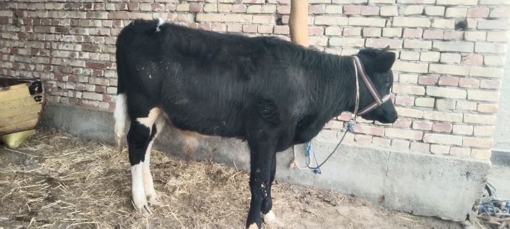 Sifatli yosh Buqqala sotiladi narxi har xil 14500 dan 17500 Milyongach