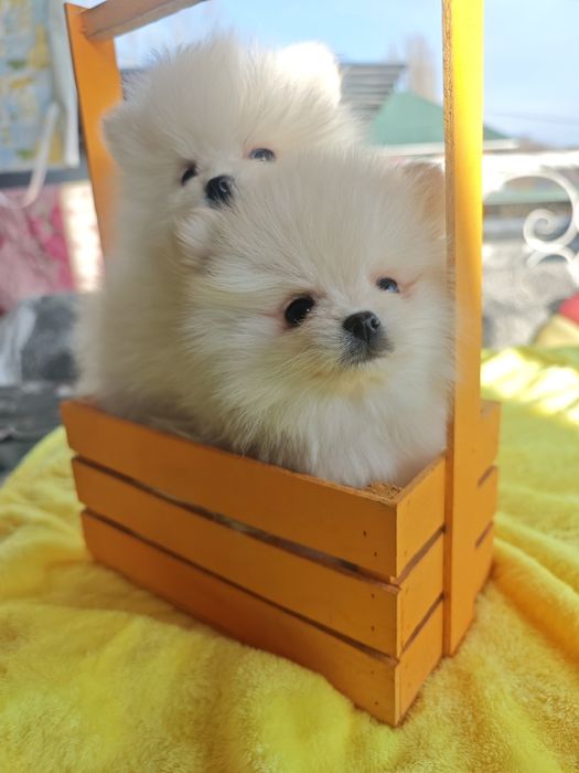 Щенки цверг шпица