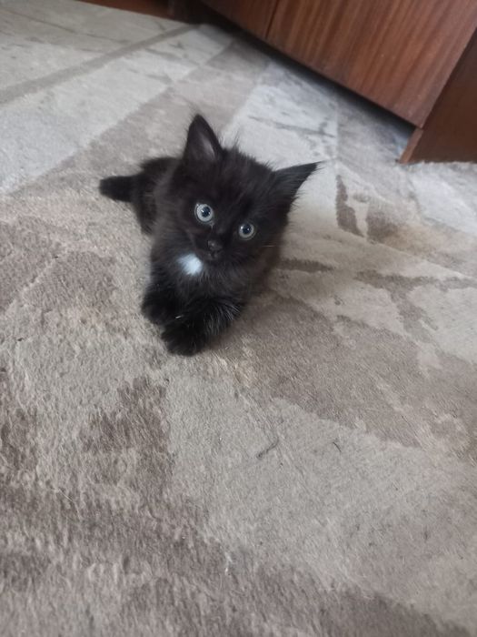 Отдам котёнка,мальчик