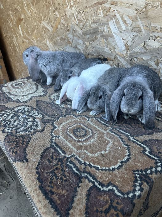 Iepuri berbec german