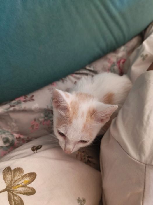 Котята обычные, бесплатно