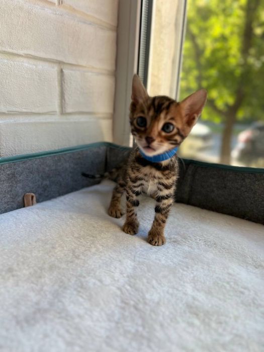 Бронь бенгальских котят