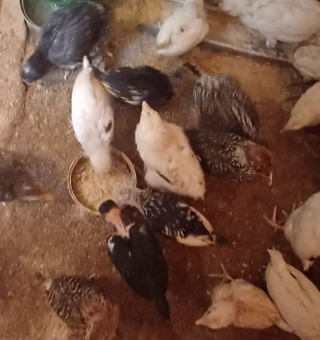 Pui de-aia de vanzare