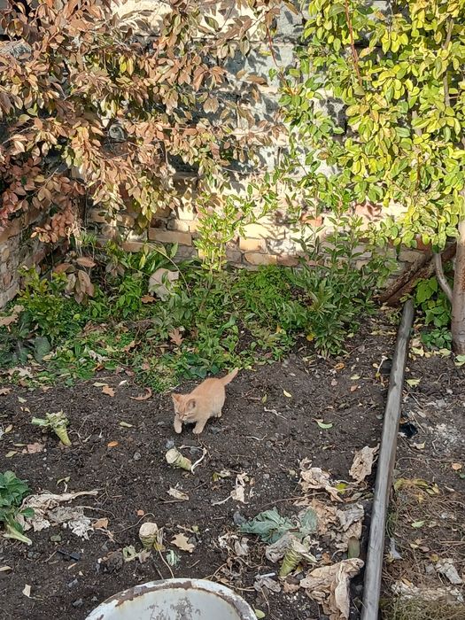 Даром котята красивые упитанные