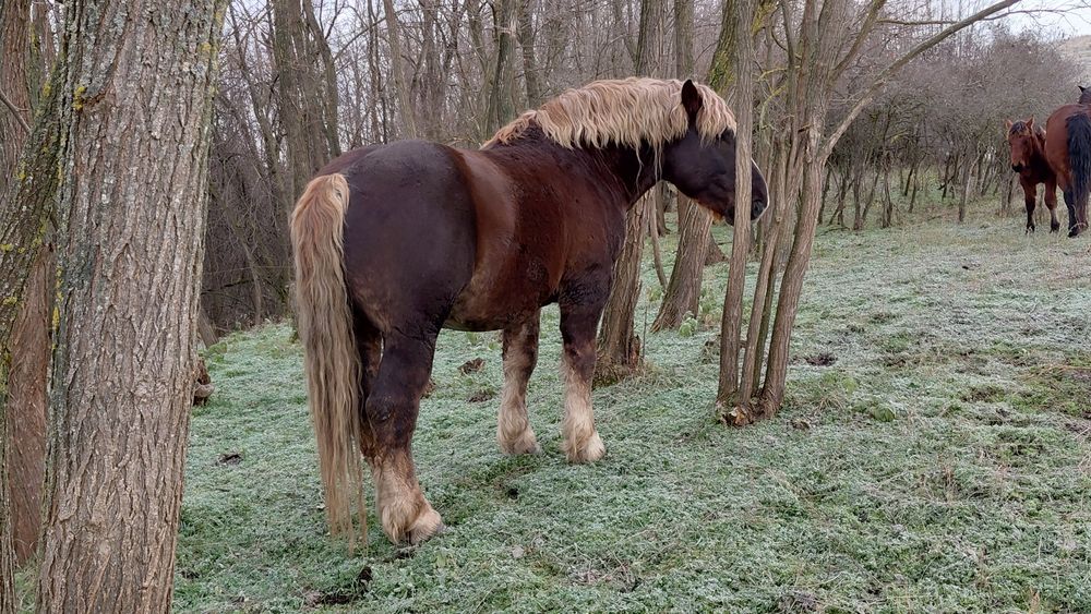 Vând sau schimb cu vaci