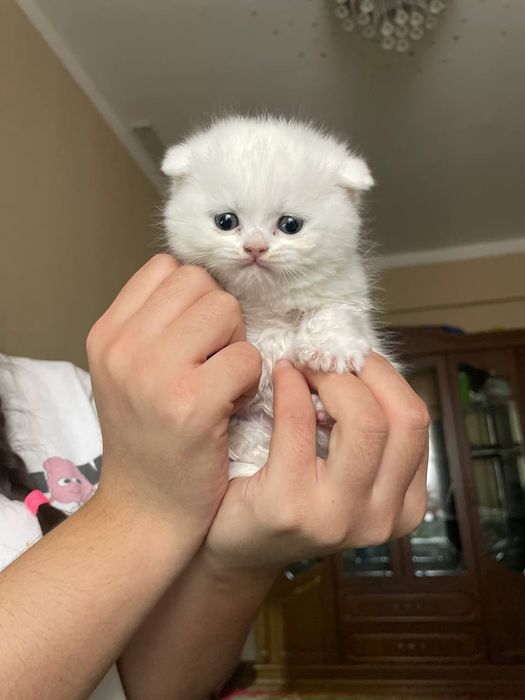 Котята фолд Белоснежки девочки, и серый