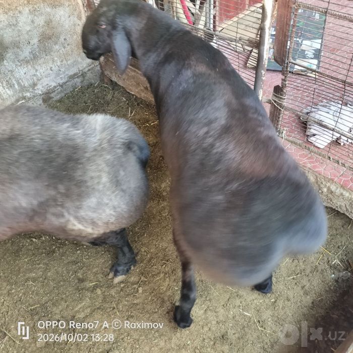 Гиссар