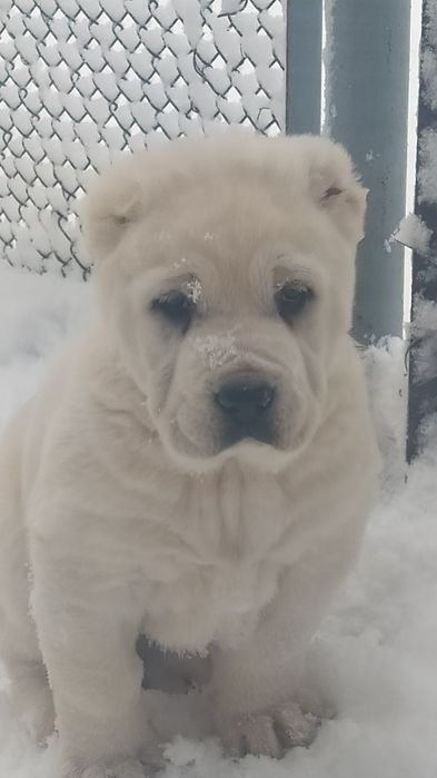 Чистый олабай гарантия